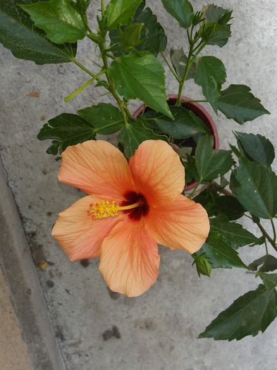 29 Iul.2016 - cairo apricot