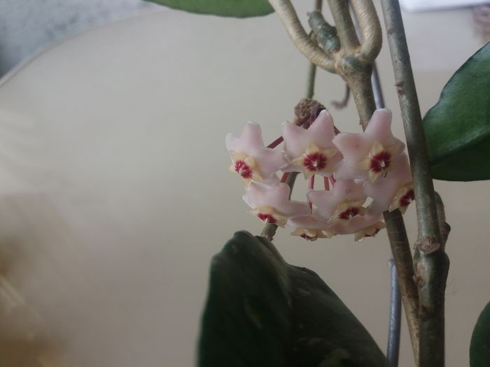 20160729_104757 - hoya infloriri
