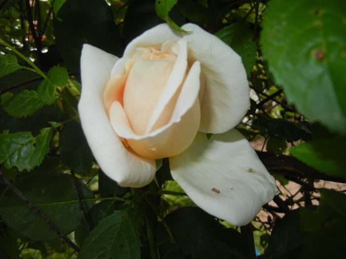 Rose Adriana (2016, June 12) - Rose Adriana