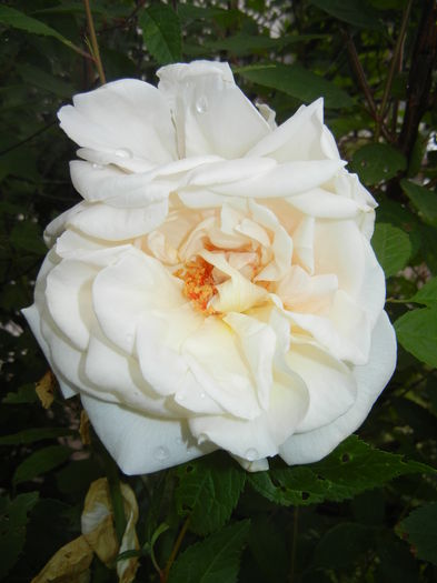 Rose Adriana (2016, June 12)