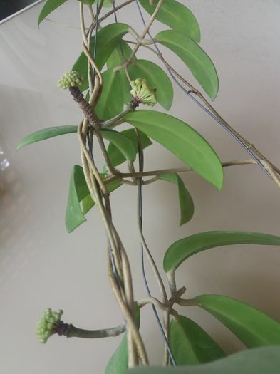 iar infloreste harnicuta