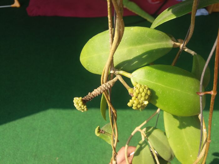 trei pedunculi plini cu bobocei