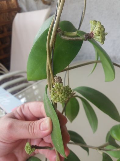 mindorensis red star