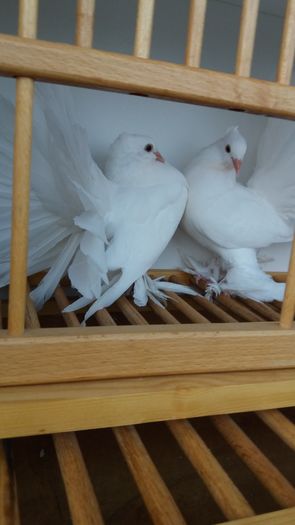 vanduti