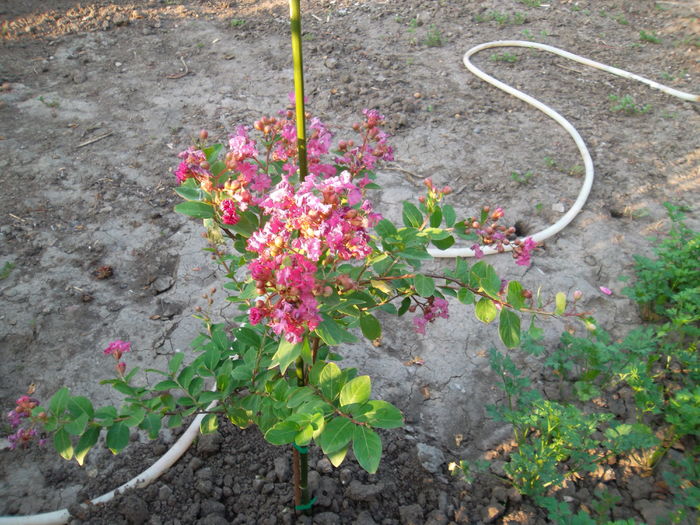 Liliac indian