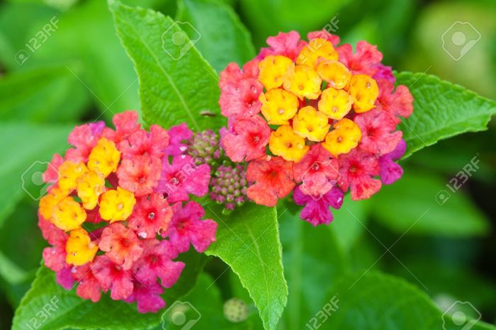 Lantana - 000-Plante pe care le doresc