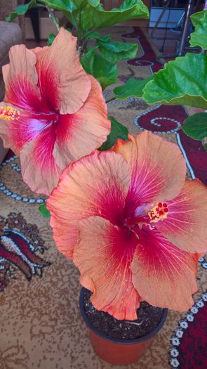 WP_20160729_13_01_05_Pro - Hibiscus Tahitian Burning Sands