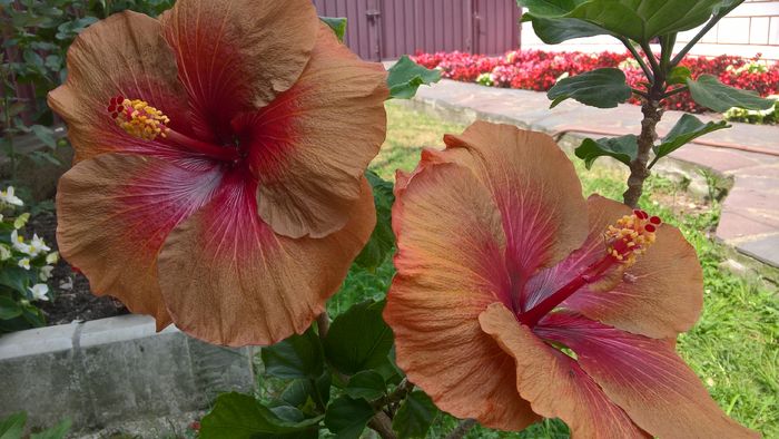 WP_20160729_13_03_08_Pro - Hibiscus Tahitian Burning Sands