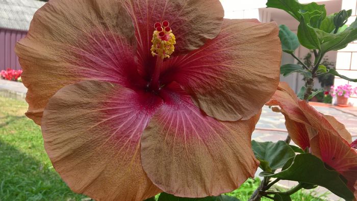 WP_20160729_13_03_01_Pro - Hibiscus Tahitian Burning Sands