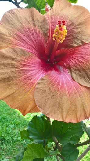 WP_20160729_13_02_50_Pro - Hibiscus Tahitian Burning Sands