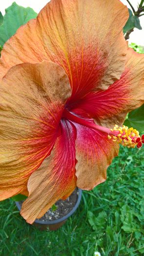 WP_20160729_13_03_30_Pro - Hibiscus Tahitian Burning Sands