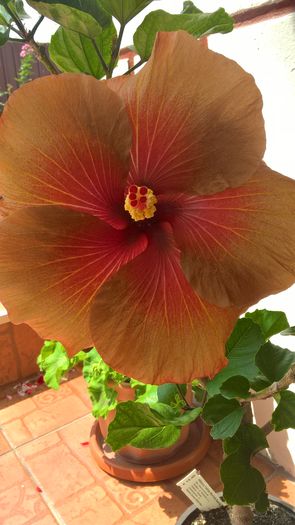 WP_20160729_13_05_18_Pro - Hibiscus Tahitian Burning Sands