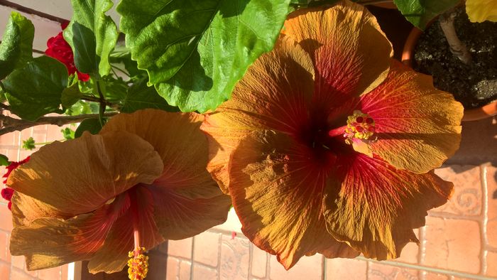 WP_20160729_14_45_39_Pro - Hibiscus Tahitian Burning Sands