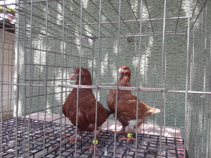 IMG_20160729_134612; din galbena
