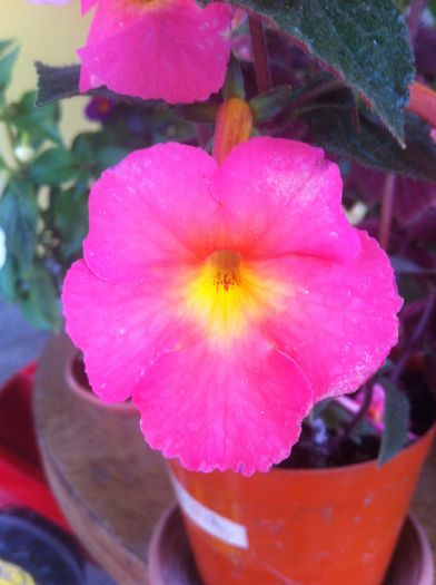 peach cascade - achimenes