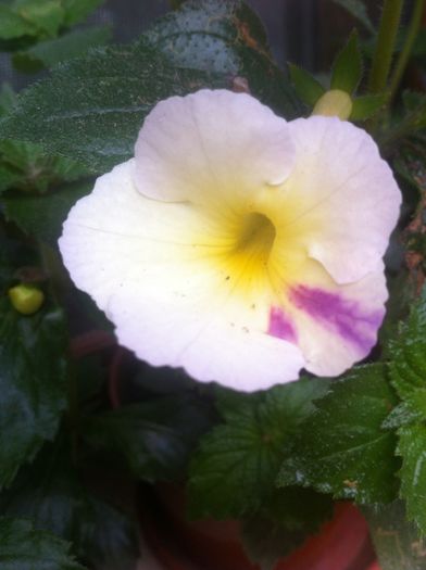 cote d'or - achimenes