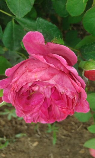 147 - TRANDAFIRI 2016 III