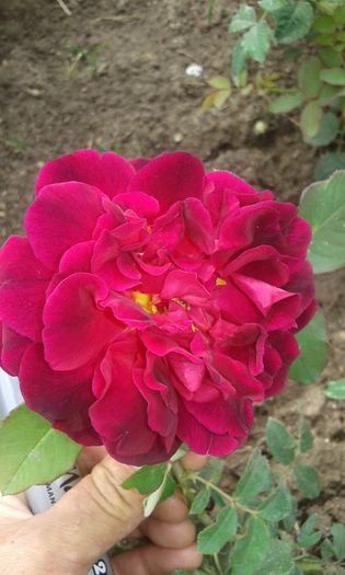 139 - TRANDAFIRI 2016 III