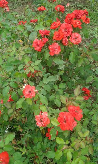 137 - TRANDAFIRI 2016 III