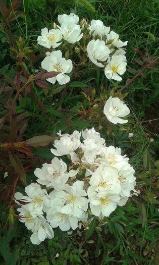 136 - TRANDAFIRI 2016 III