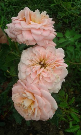 134 - TRANDAFIRI 2016 III