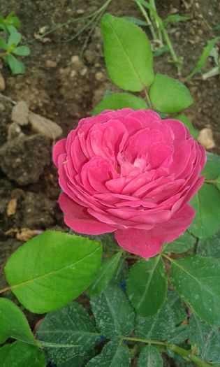 133 - TRANDAFIRI 2016 III