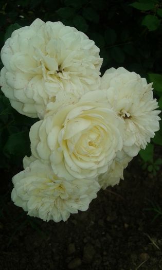 128 - TRANDAFIRI 2016 III