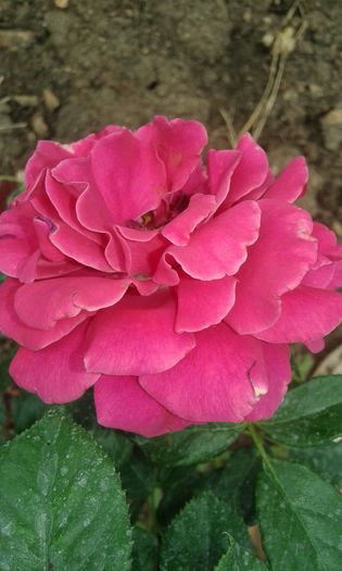 127 - TRANDAFIRI 2016 III