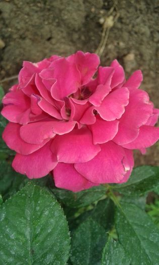 126 - TRANDAFIRI 2016 III