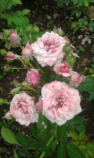 125 - TRANDAFIRI 2016 III