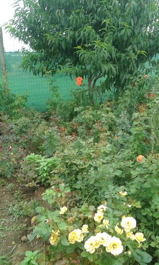 123 - TRANDAFIRI 2016 III