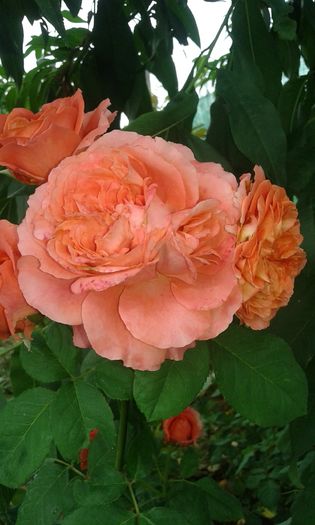 122 - TRANDAFIRI 2016 III