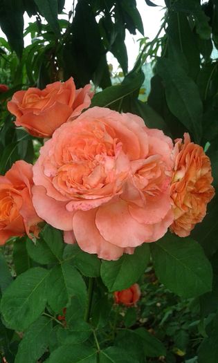 121 - TRANDAFIRI 2016 III