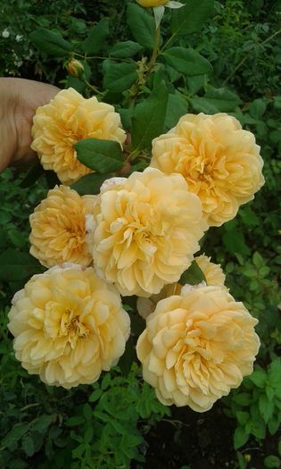 120 - TRANDAFIRI 2016 III