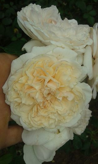 086 - TRANDAFIRI 2016 III