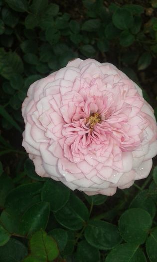 077 - TRANDAFIRI 2016 III