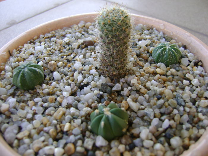 Aylostera fiebrigii & 3 Astrophytum asterias hb. - Cactusi 2016