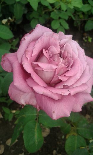 067 - TRANDAFIRI 2016 III