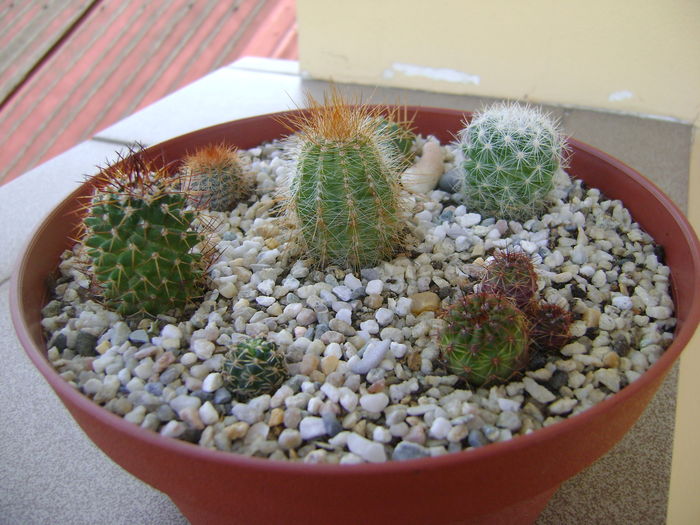 Grup de 7 cactusi - Cactusi 2016