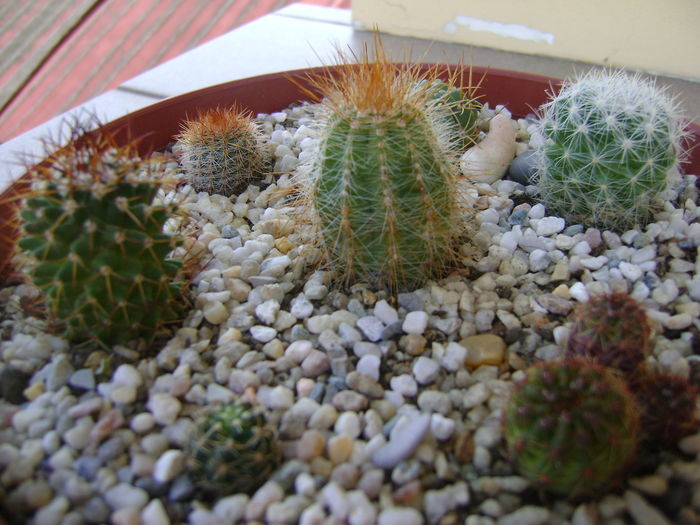 Grup de 7 cactusi - Cactusi 2016