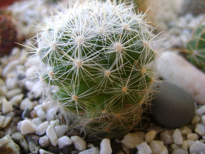 Mammillaria estanzuelensis - Cactusi 2016