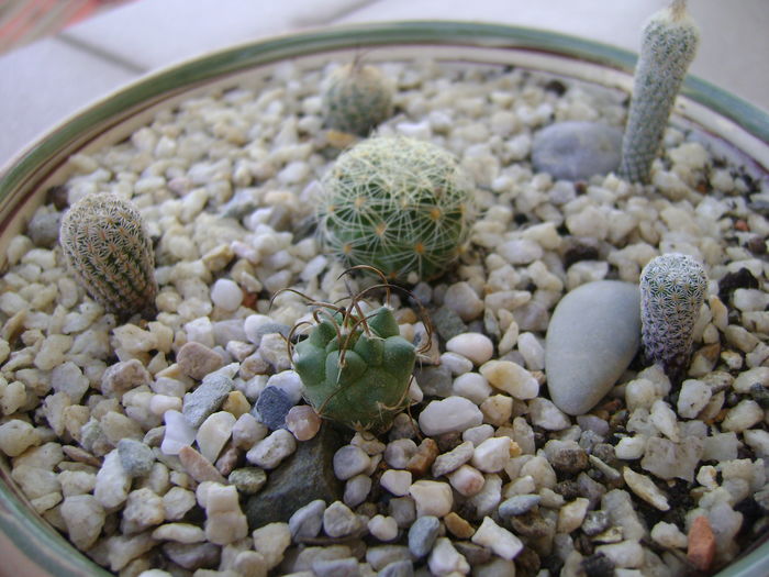 Grup de 6 Turbinicarpus - Cactusi 2016