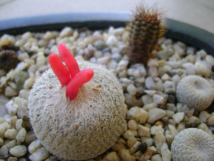 Epythelantha micromeris & Frailea angelesii - Cactusi 2016