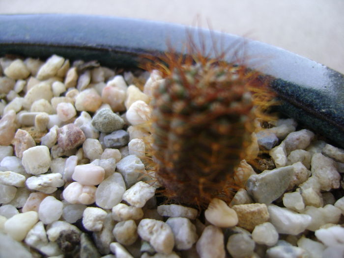 Frailea angelesii - Cactusi 2016