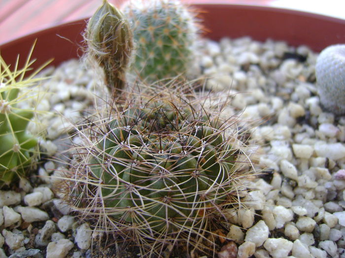 Lobivia arachnacantha v. densiseta - Cactusi 2016