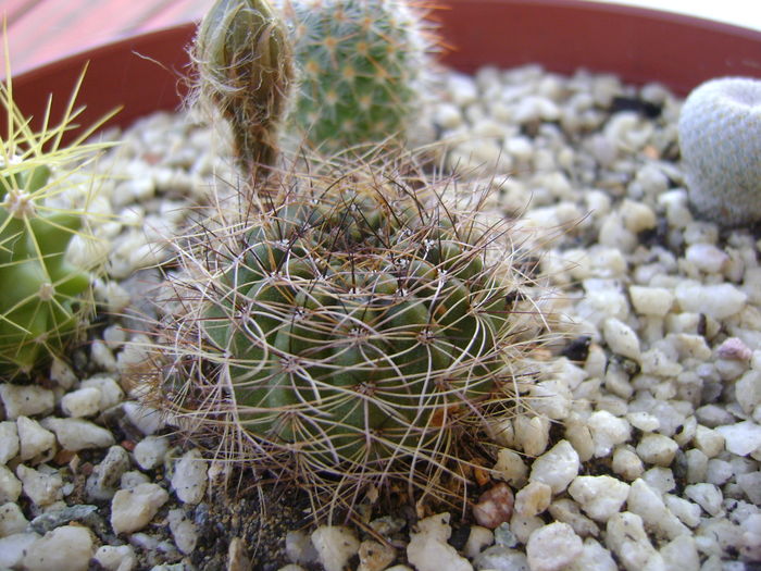 Lobivia arachnacantha v. densiseta - Cactusi 2016