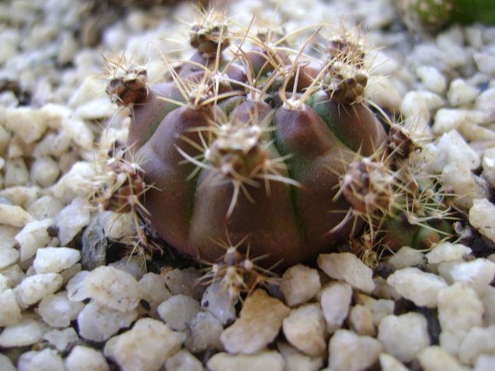 Gymnocalycium anisitsii, lastari - Cactusi 2016