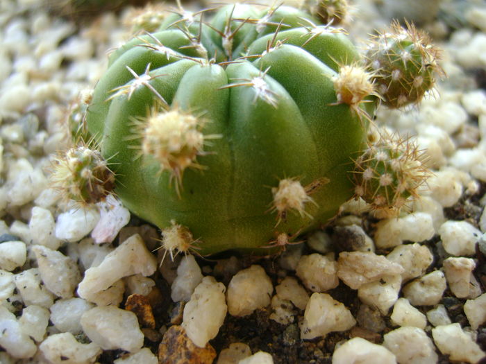 Matucana polzii, lastari - Cactusi 2016