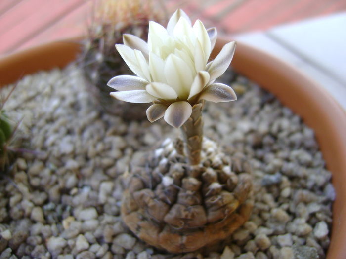 Gymnocalycium ragonesei - Cactusi 2016