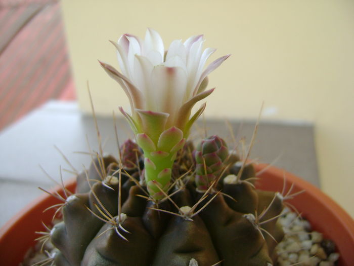 Gymnocalycium quehlianum - Cactusi 2016